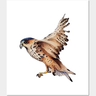 Kestrel flying Posters and Art